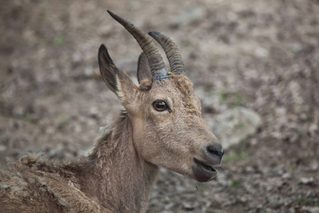 美丽的西伯利亚 ibex