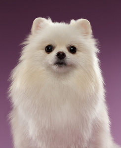 在彩色背景上的白色斯皮茨狗的特写肖像