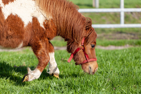 在绿色草地上放牧的 Shetlandpony