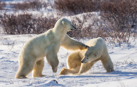 北极熊的战斗