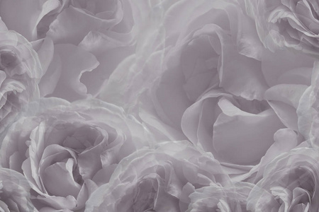 白色鲜花特写花浅灰色白色美丽的玫瑰背景.鲜花玫瑰贺卡.花组成.特写.