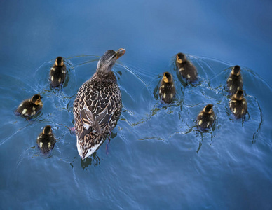 小鸭子游泳图片