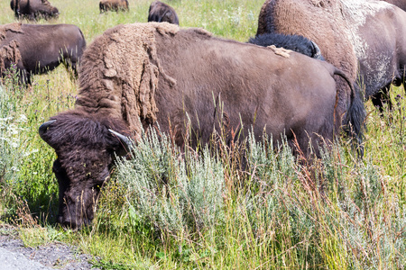 北美野牛在黄石国家公园，怀俄明州，美国