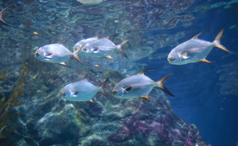 水族馆鱼缸里的鱼