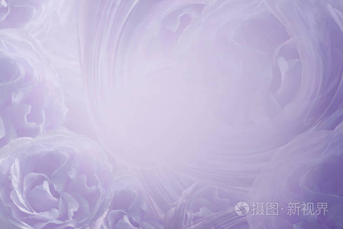 花光紫美丽的背景 花紫罗兰色白色玫瑰 特写 自然照片 正版商用图片0gab9z 摄图新视界 花光紫美丽的背景 花紫罗兰色白色玫瑰 特写 自然照片 正版商用图片0gab9z 摄图新视界