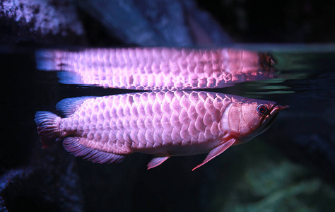 水族箱鱼图片