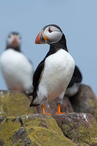 大西洋海 Alca arctica海在 Farne 群岛的岩石海岸线上