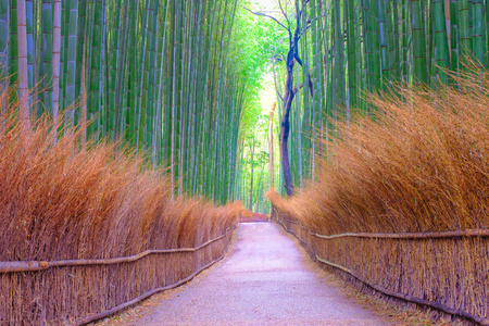 日本岚山的竹林公共公园图片
