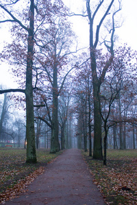 10月底, 晨雾, Gatchina, 列宁格勒地区