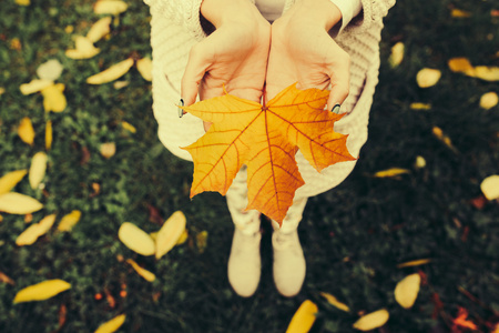 秋天的树叶在女孩的手中