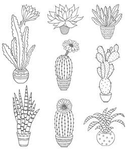 手绘盆栽套装照片