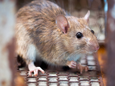 老鼠被困在陷阱笼子或陷阱里。这只肮脏的老鼠传染给人类, 如钩端螺旋体病, 瘟疫。家庭和住宅不应该有老鼠。笼捉鼠控制
