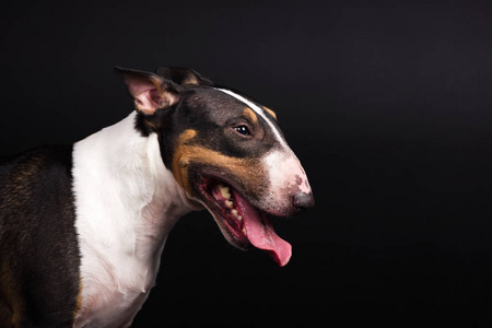 黑色背景上的三色 bullterrier照片