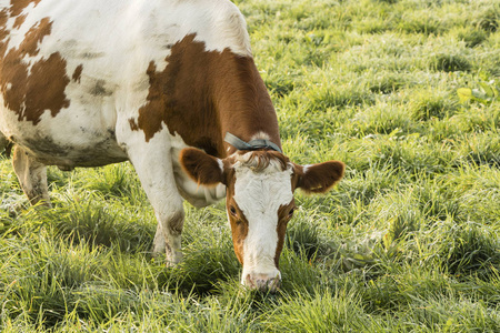 在瑞士的一个寒冷的秋日早晨, 红牛牛吃草