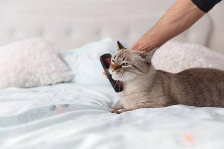 男人握那只猫一个男人和他的猫之间的友好爱抚.