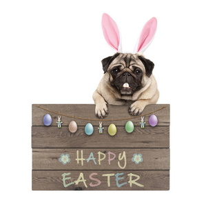 复活节兔子帕格狗挂在木制标志与文本快乐的复活节和粉彩装饰, 在白色背景下隔离