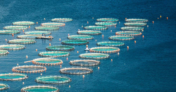 在海上养鱼场照片