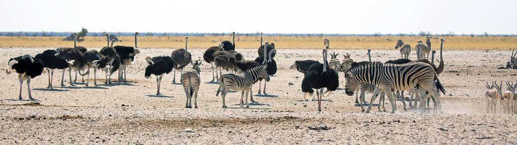 会议地方斑马和朋友野生动物在 Etosha 国家公园, 纳米比亚非洲