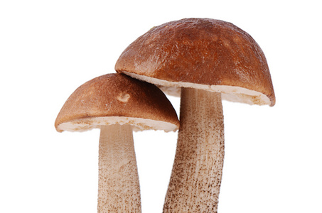 黑色鸭舌帽牛肝菌在白色背景上孤立的灰色和棕色粗花呢鸭舌帽邮递员