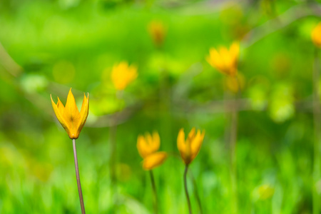 特写黄光花