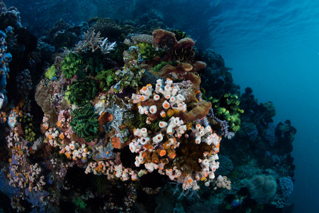 马蹄根科莫多国家公园,印尼珊瑚礁多样性照片
