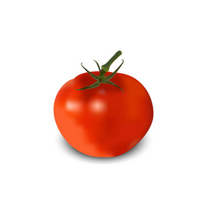 番茄现实。矢量图