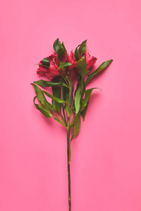 Alstroemeria 花枝的顶部视图粉红色, 母亲日概念