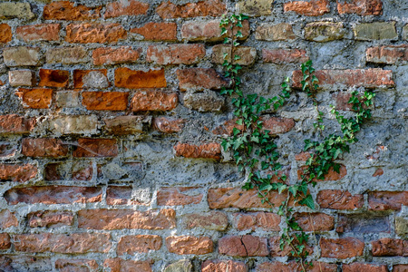 石墙 Backgroundrustic 旧建筑中的石墙. 纹理, 均匀点燃, 石墙背景与常春藤