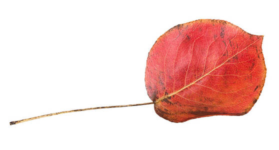 孤立在白色背景上的红色秋天的叶子