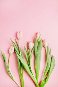 粉色的郁金香花花束在粉红色的背景。平躺, 顶部视图。最小的花概念