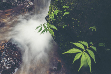 热带植物在深森林里