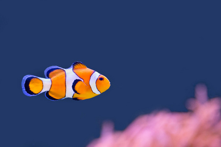 小丑鱼在蓝色与粉红色海葵的水中游泳
