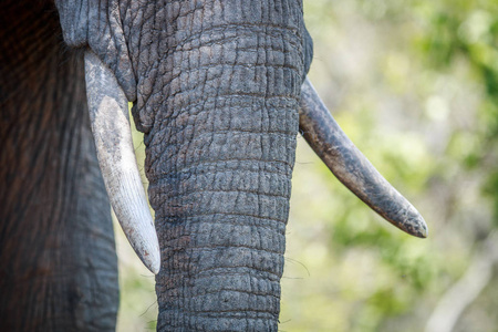 非洲大象的长牙的特写