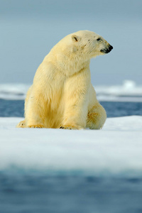 来自北极的北极熊
