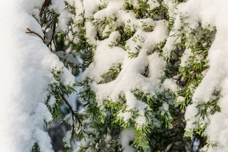 snowin 冬季森林阳光灿烂的圣诞常青松树