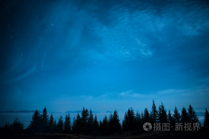 森林在夜晚的天空下
