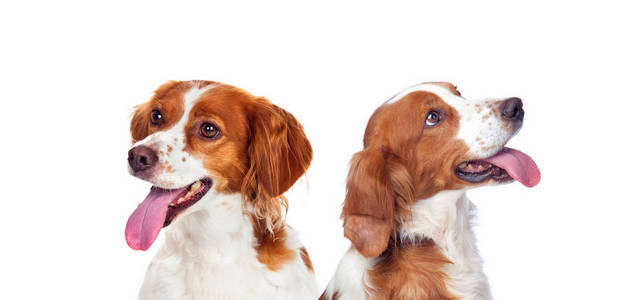 两只可爱的不同的狗的工作室肖像在白色背景下隔离