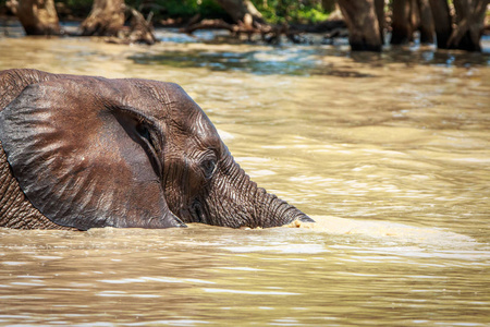 大象在水里玩