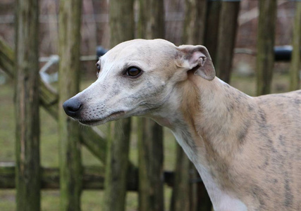 惠比特犬狗图片大全