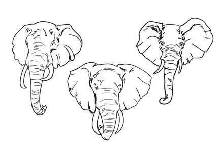 大象头素描照片