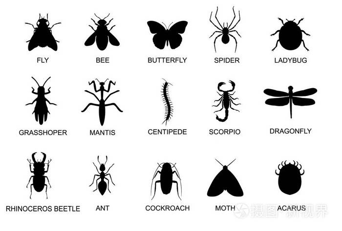 昆虫黑象形文字 甲虫和bug 简单的图标 平面设计插图插画 正版商用图片0gbcsm 摄图新视界