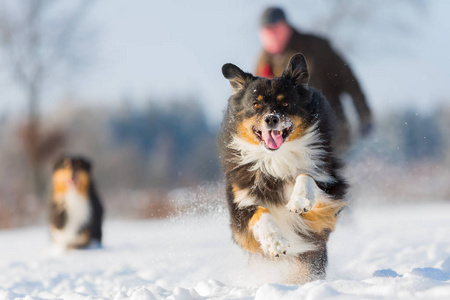 澳大利亚牧羊犬狗跑在雪中