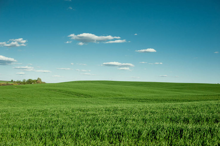 春天的麦子在天空中绿色
