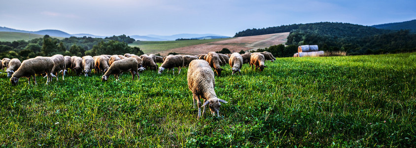 群羊在牧场上吃草