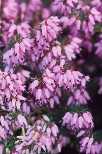 特写粉红色的埃里卡 Calluna 寻常。美丽的石楠花, 选择性聚焦