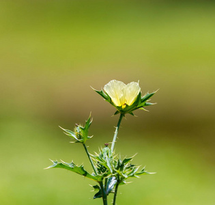 野生草和花