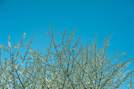 盛开的春天树枝对着蓝天