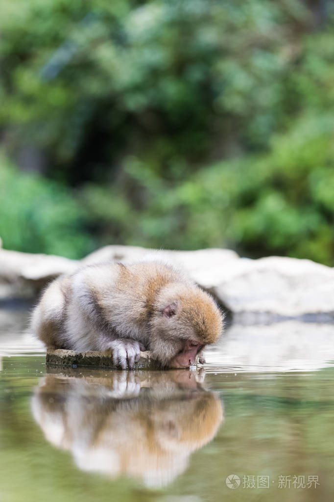 摄图新视界 照片 动物 猴子在地狱谷猴公园喝水.jpg