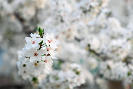 春天在树上开花。美丽的白色花朵