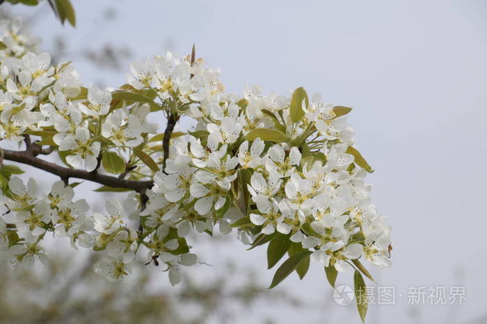 盛开在花园里的野生梨。春天开花的树。传粉的花梨